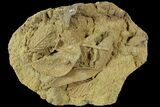 Life-Like Fossil Leaves Preserved In Travertine - Austria #77912-1